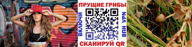 купить наркоту Шадринск Псилоцибиновые грибы MAGIC MUSHROOMS
